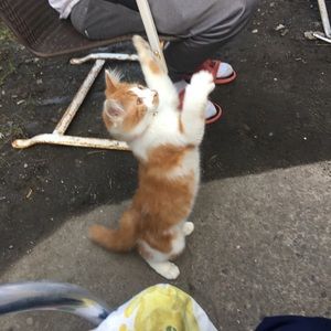 Meet your Posher, Cidney